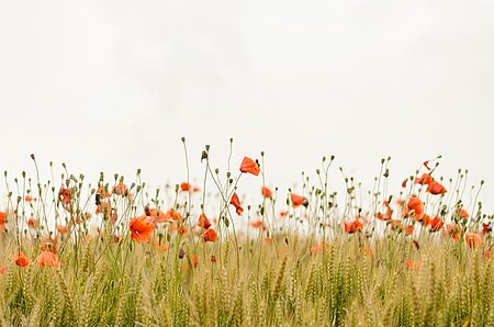 Ett fält med röda blommor.