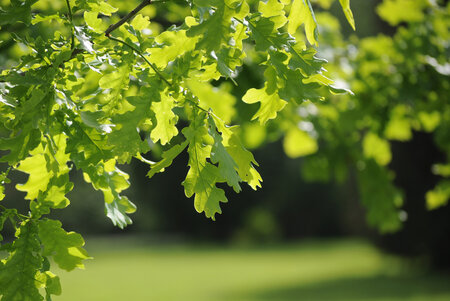 Green oak leaves