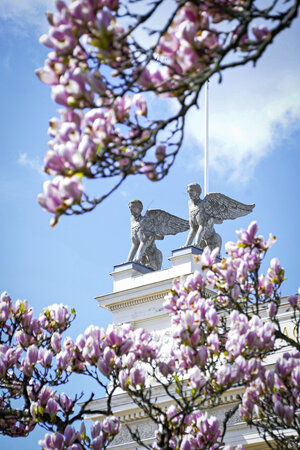 Lunds universitets huvudbyggnad samt magnolior