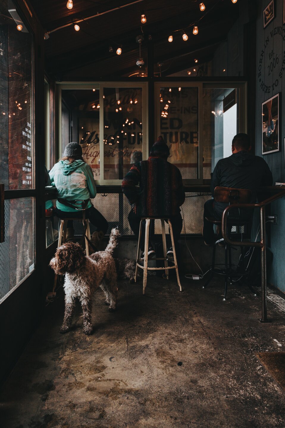 Dogs and people