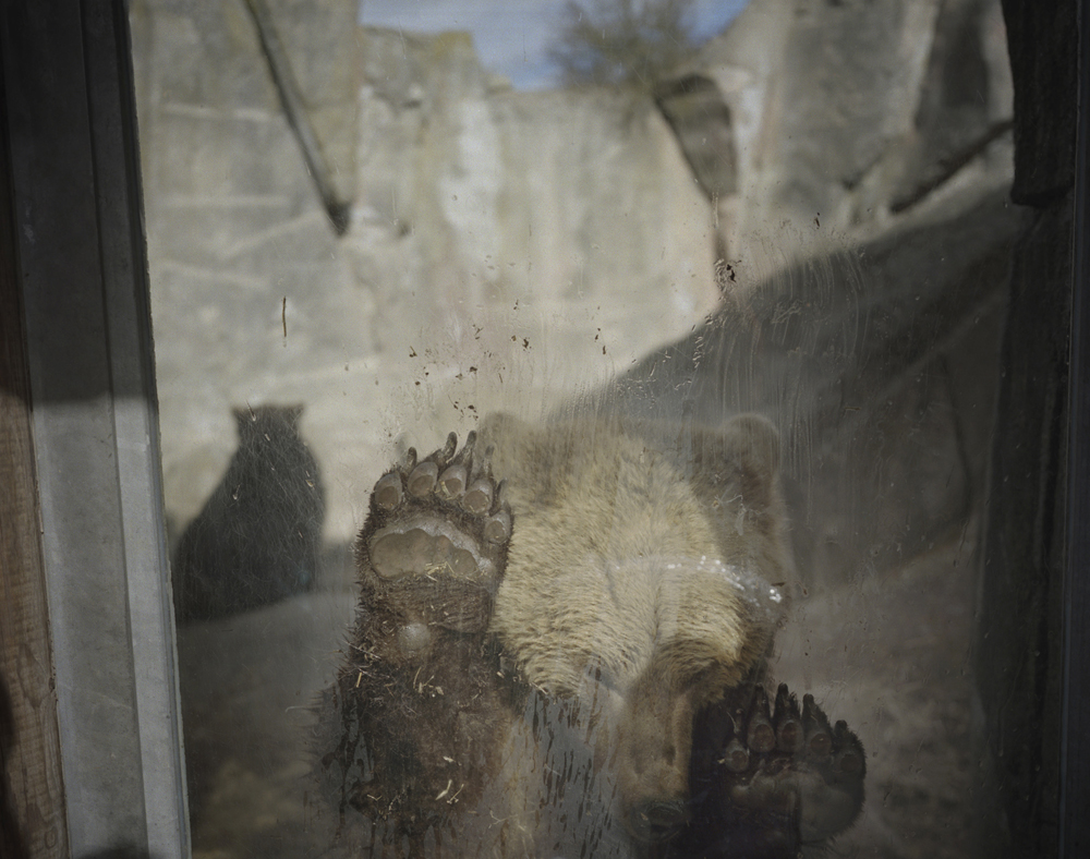 Bear behind glass